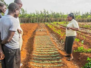 Die laufende Spendenkampagne von Chido's Mushrooms ermöglicht weitere Trainings zum Thema ökologischer Anbau