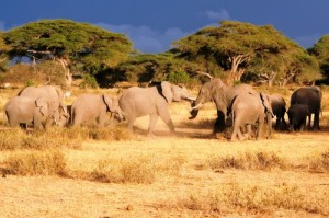 Herausragende Tierhighlights auf Kenia Safari Big Five