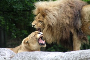 Gewinnerfoto der Foto Safari im Zoo Leipzig von Timo Hahnefeld