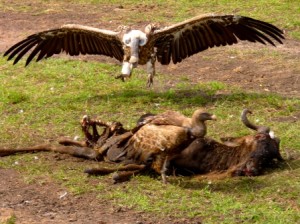 Great Migration in der Masai Mara in Kenia