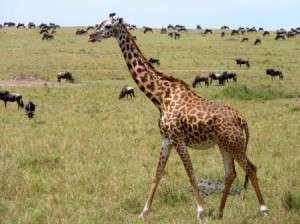 Kenia Safari in der Masai Mara