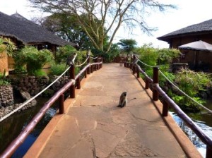 Auf Kenia Safari in der Amboseli Sopa Lodge