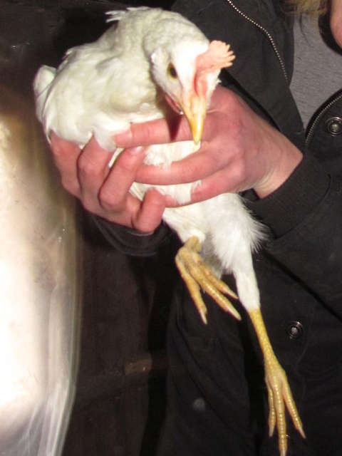 befreites Huhn