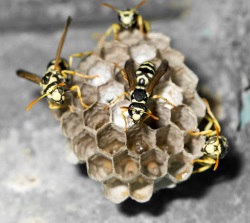 wespennest-entfernen