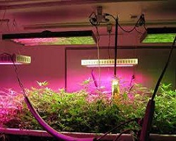 Plant Factory and Grow Lights Market