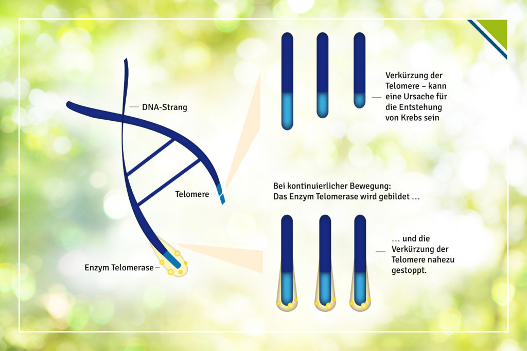 Durch kontinuierliche Bewegungseinheiten im Alltag wird das Enzym Telomerase gebildet, das die Verkürzung der Telomer-Endstücke in den DNA nahezu stoppt.