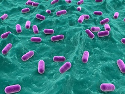 lactobacillus-sales-market