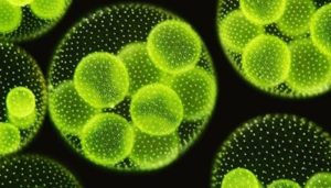 Microalgae-Consumption-Market-300x171 Global Microalgae Consumption Market 2016 - DIC Corporation, Cyanotech Corporation, TAAU Australia, Alltech