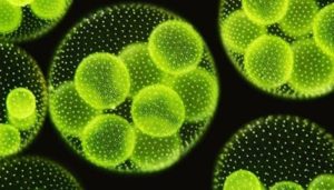 microalgae-consumption-market