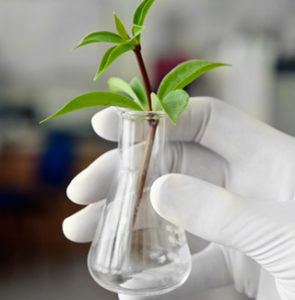 plant-extracts-market