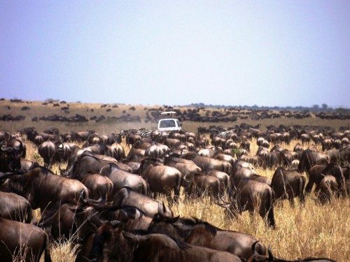 Erleben Sie die Wildtierwanderung auf Kenia Safari Reise