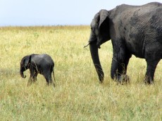 Elefanten auf Kenia Safari erleben
