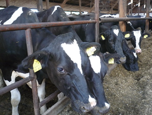 Die Fütterung ist das A & O des Milchviehbetriebes