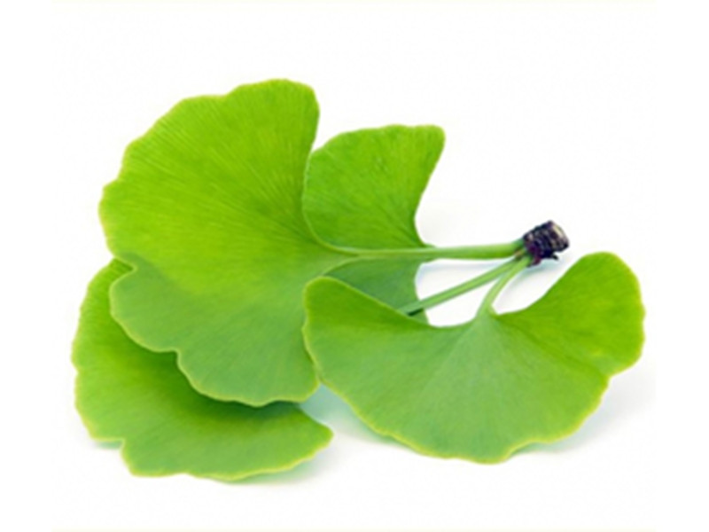 Biloba Extract Market