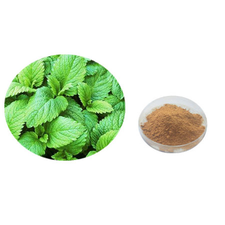 Lemon Balm Extract Market