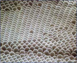 Global PolyMethyl Methacrylate (PMMA) Microspheres Market