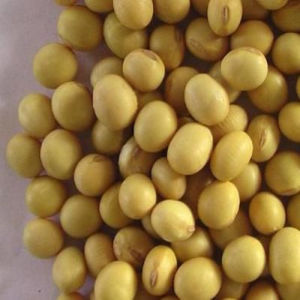 global oligosaccharides market