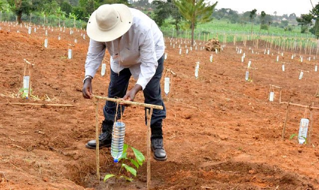 Drip Irrigation Sales