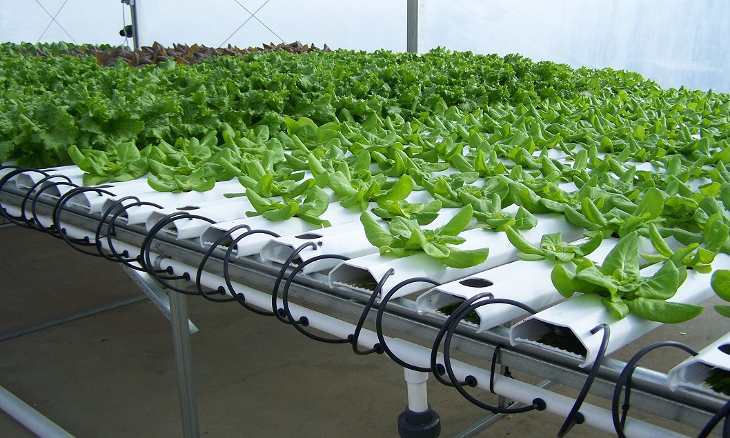 Smart Greenhouse