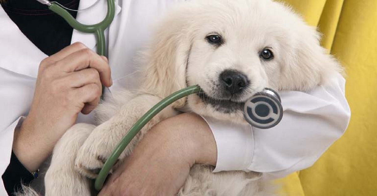 Veterinary Medicine