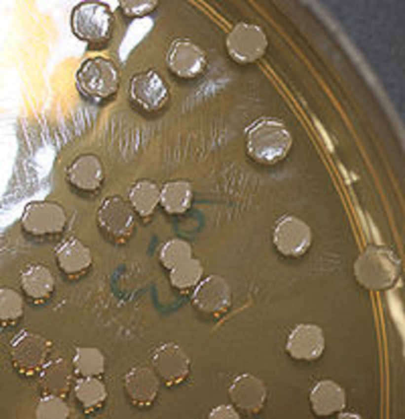 Bacillus Subtilis
