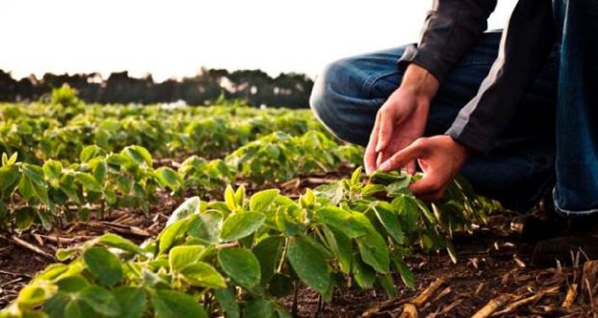 Crop Protection (Agrochemicals)