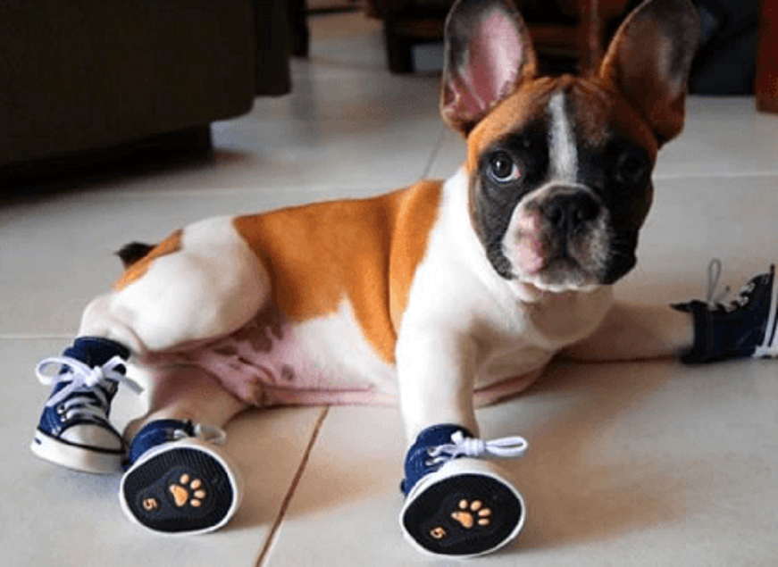 Dog Shoes