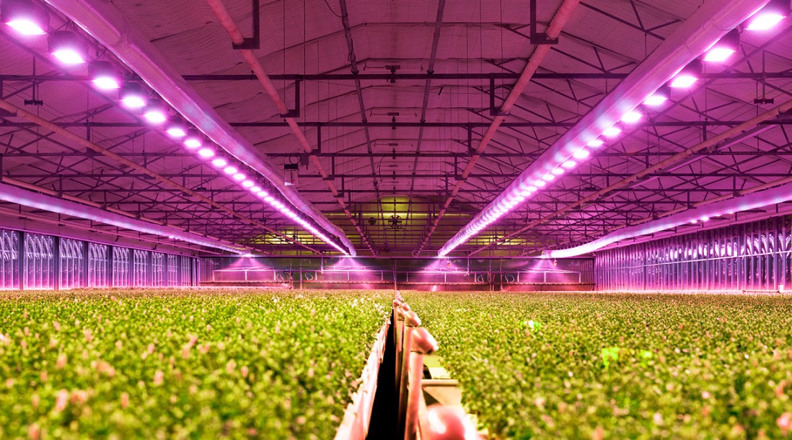 Horticultural LED Lighting