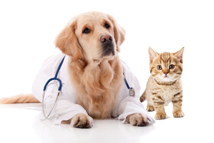 Pet Insurance market