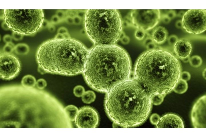 Microbial Biosurfactants