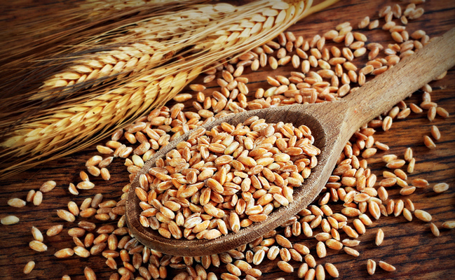 Wheat protein (wheat gluten)
