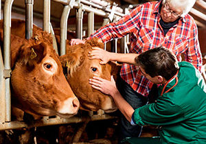 Farm Animal Healthcare