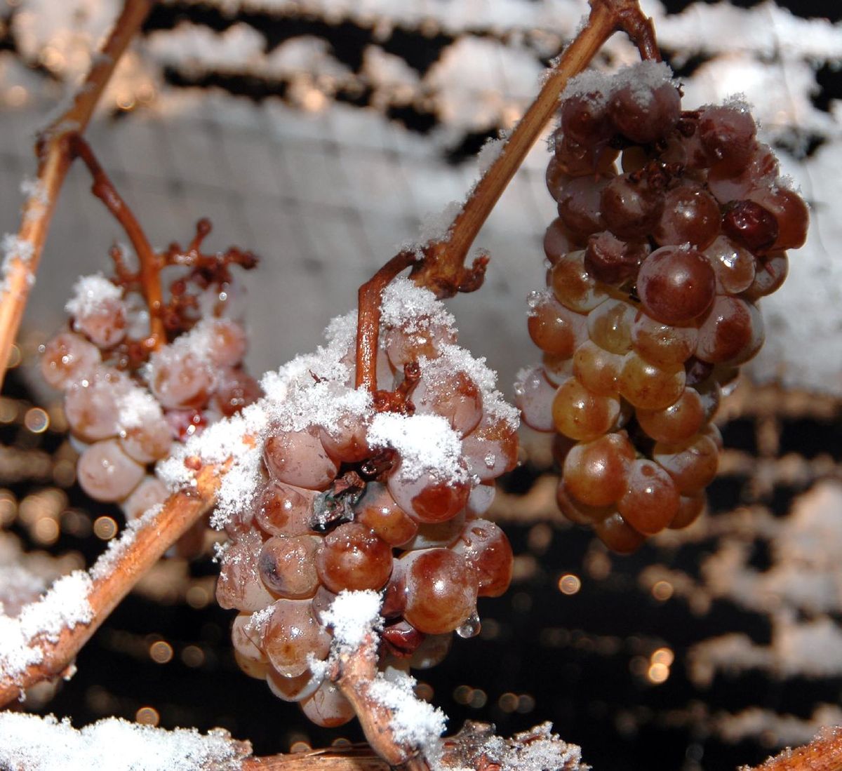 Ice Wine