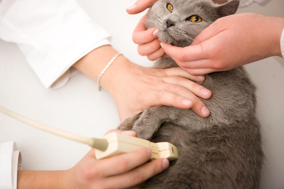 Veterinary Point-of-Care (PoC) Diagnostics Market