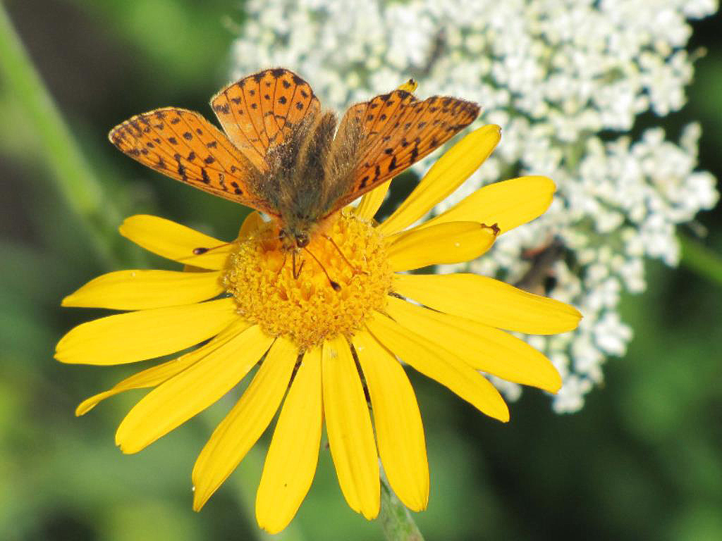 Arnica-Montagna_Archives-Tourisme-Vallée-dAoste Heilsame Schönheiten - das Aostatal in voller Blütenpracht