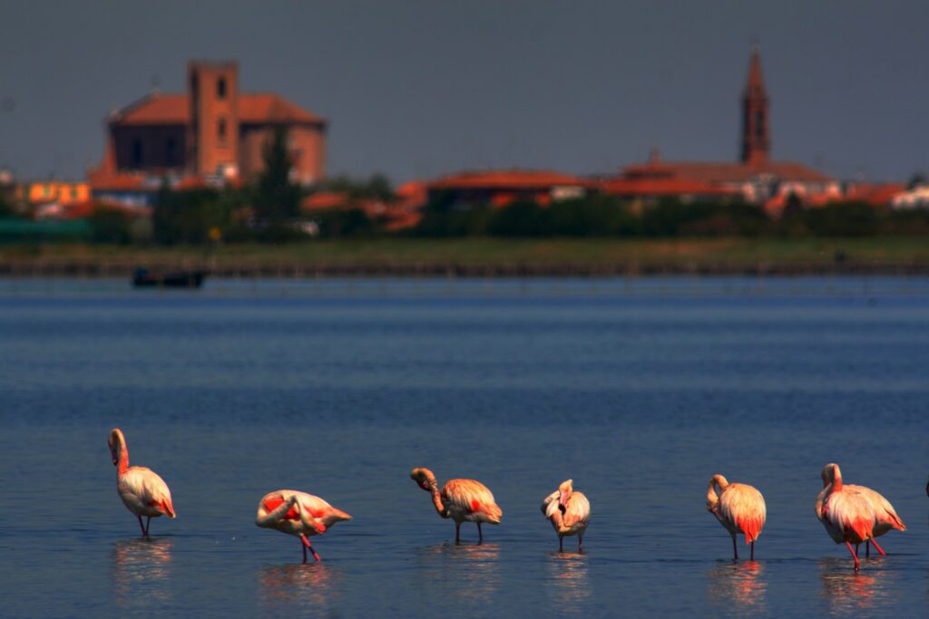 Delta-landschaft-mit-flamingos-_-1500-Archivio-fotografico-Po-Delta-Tourism-e-Comune-di-Comacchio-1024x683 <strong>Comacchio und das Po-Delta feiern den Fisch</strong>
